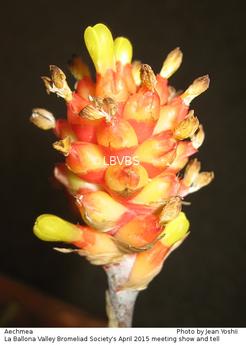 Aechmea, view of inflorescence