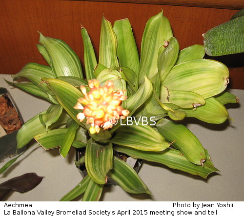 Aechmea, top view