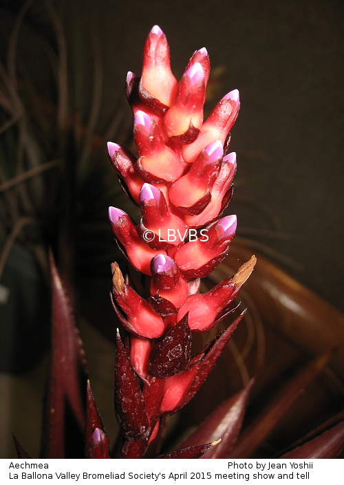 Aechmea, inflorescence side view