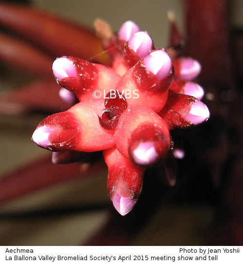 Aechmea, inflorescence top view