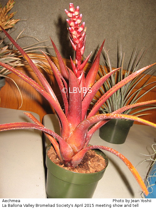 Aechmea, side view