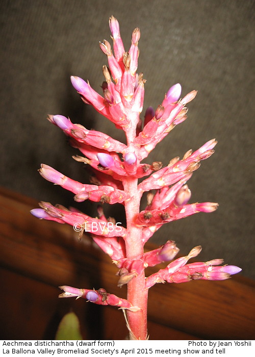 Aechmea distichantha, inflorescence