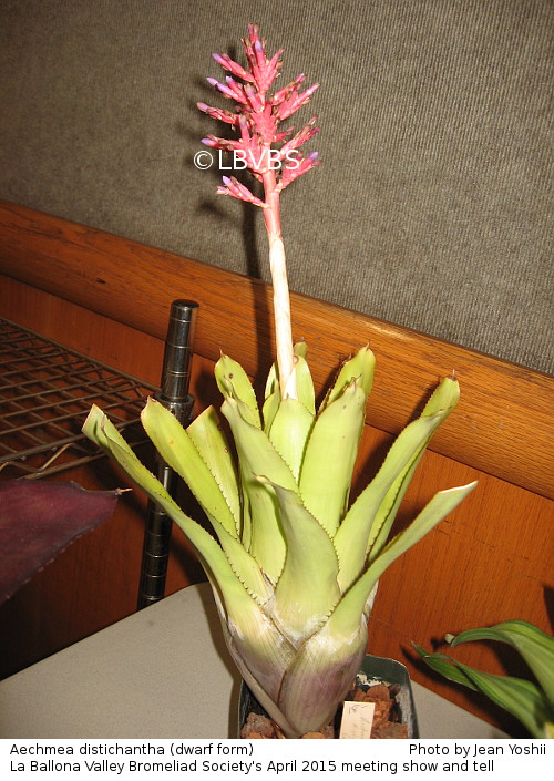 Aechmea distichantha, side view