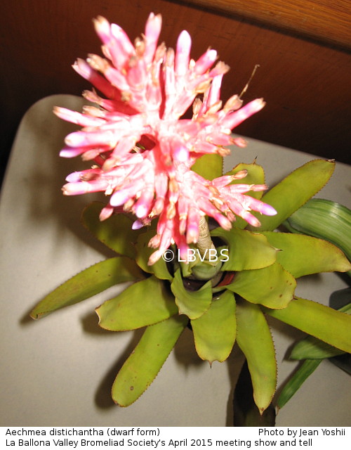 Aechmea distichantha, top view