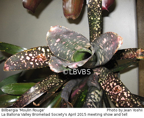 Billbergia 'Mouin Rouge', top view (single plant)