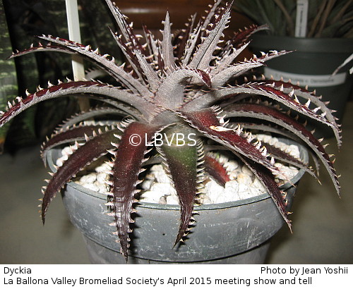 Dyckia, side view