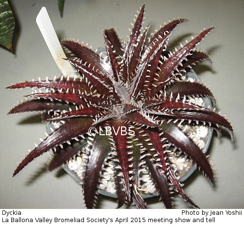 Dyckia, top view