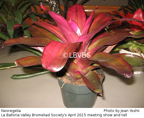 Neoregelia, side view