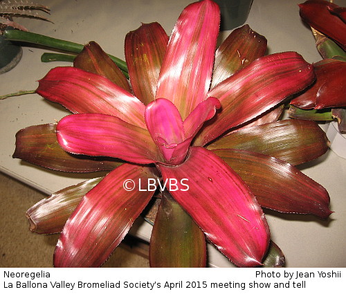 Neoregelia, top view