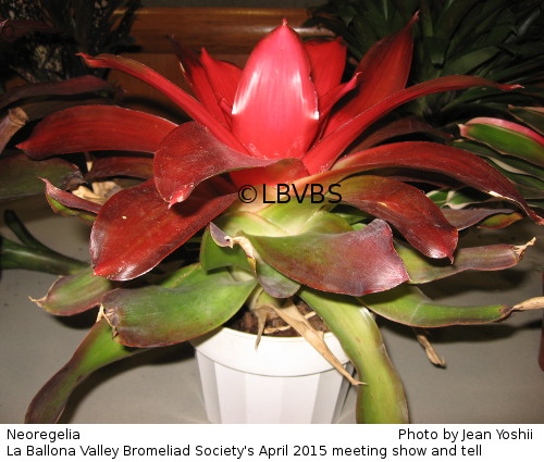 Neoregelia, side view