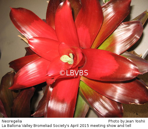 Neoregelia, top view