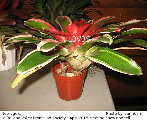 Neoregelia, side view