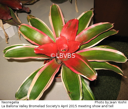 Neoregelia, top view