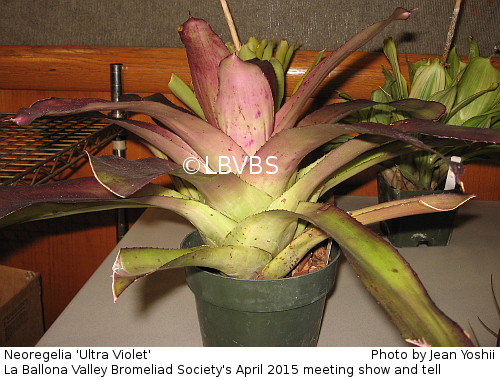 Neoregelia 'Ultra Violet', side view