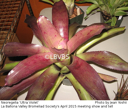 Neoregelia 'Ultra Violet', top view