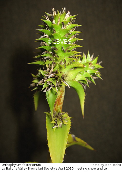 Orthophytum fosterianum, inflorescence