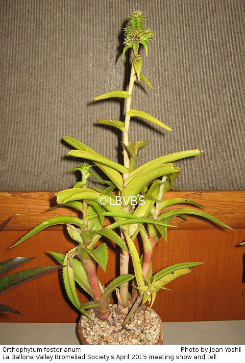 Orthophytum fosterianum, side view