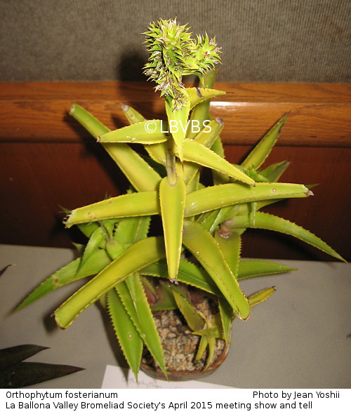 Orthophytum fosterianum, top view