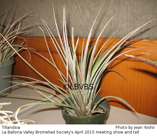 Tillandsia, side view