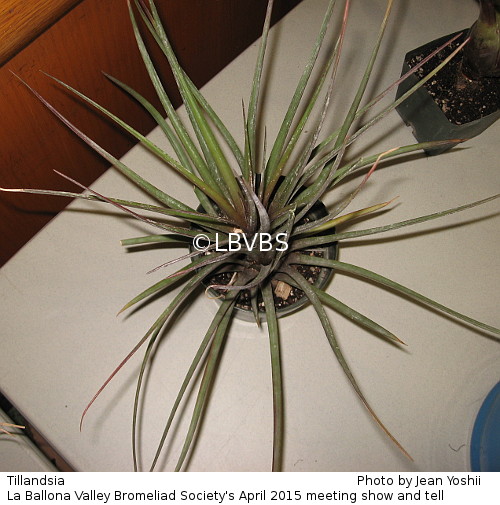 Tillandsia, top view