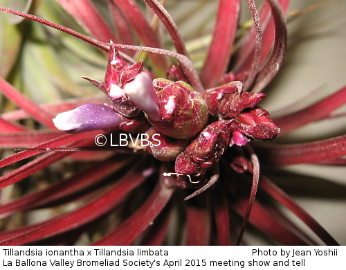 Tillandsia cross, inflorescence top view