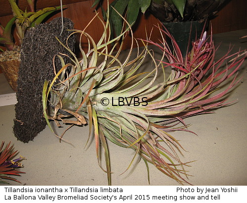 Tillandsia cross, side view