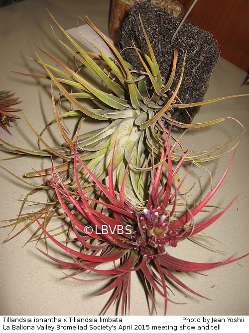 Tillandsia cross, top view