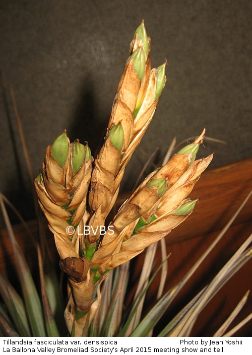 Tillandsia fasciculata var. densispica, inflorescence