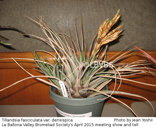 Tillandsia fasciculata var. densispica, side view