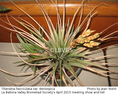 Tillandsia fasciculata var. densispica, top view