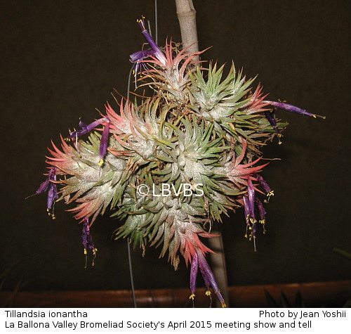 Tillandsia ionantha, top clump