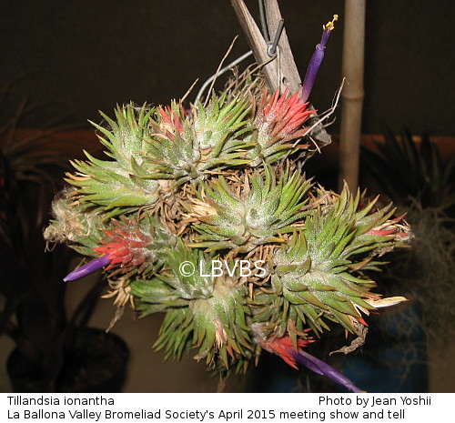 Tillandsia ionantha, middle clump