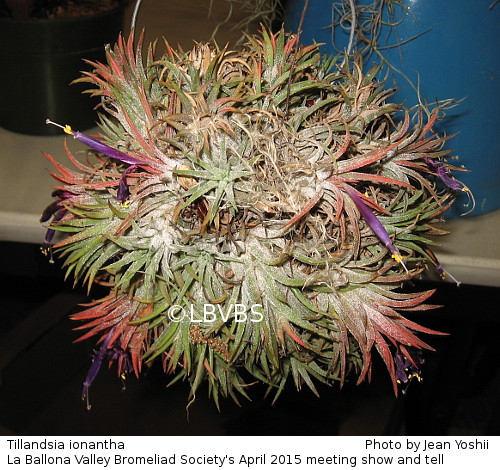 Tillandsia ionantha, bottom clump