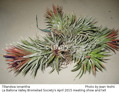 Tillandsia ionantha, side view