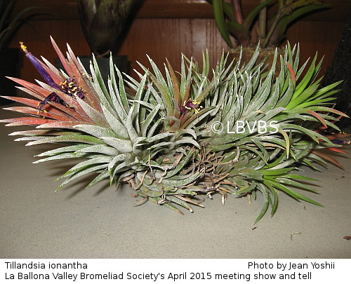 Tillandsia ionantha, top view