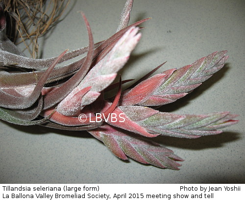 Tillandsia seleriana (large form), inflorescence