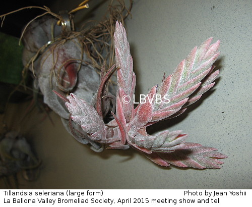 Tillandsia seleriana (large form), top view