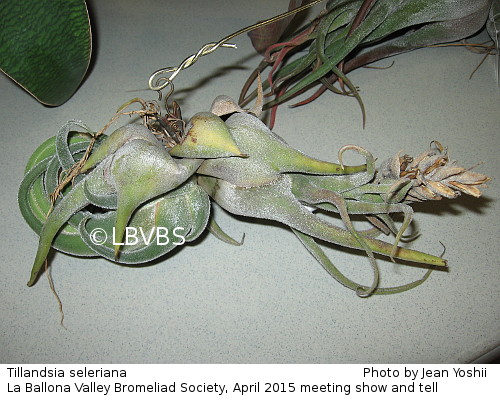 Tillandsia seleriana, side view