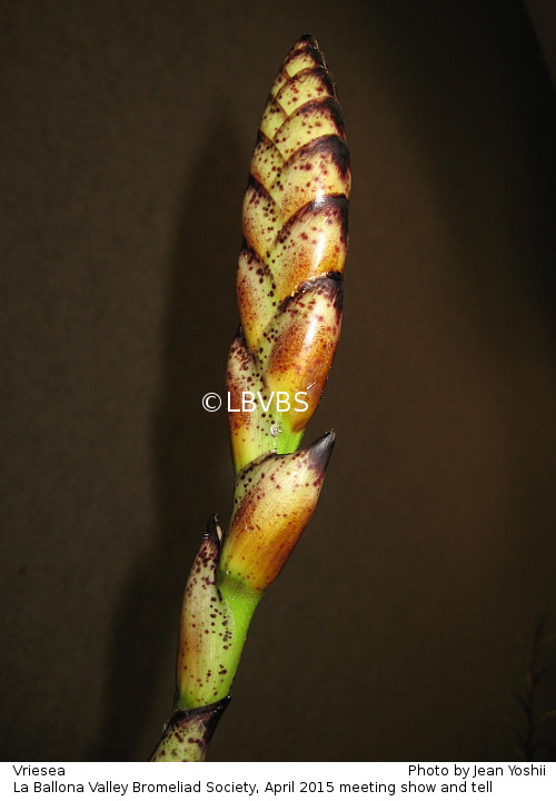 Vriesea, inflorescence