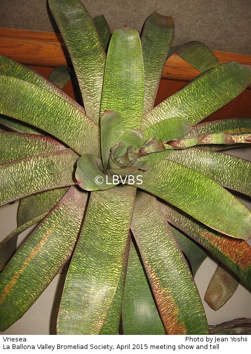 Vriesea, top view