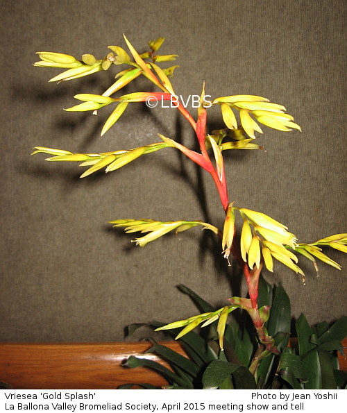 Vriesea 'Gold Splash', inflorescence