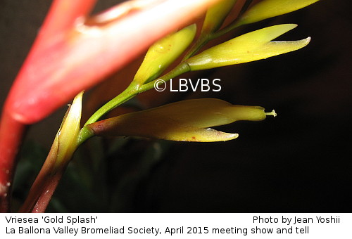 Vriesea 'Gold Splash', inflorescence detail