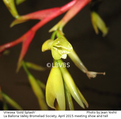 Vriesea 'Gold Splash', inflorescence detail