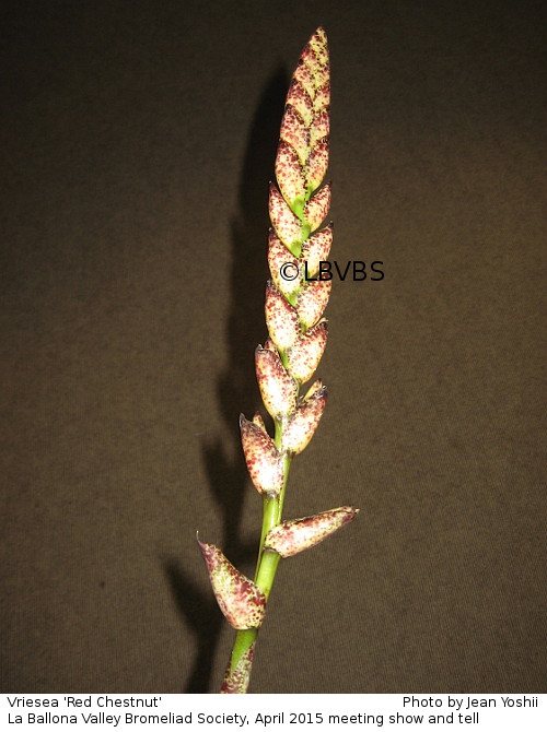 Vriesea 'Red Chestnut', inflorescence