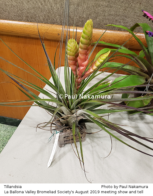 Tillandsia