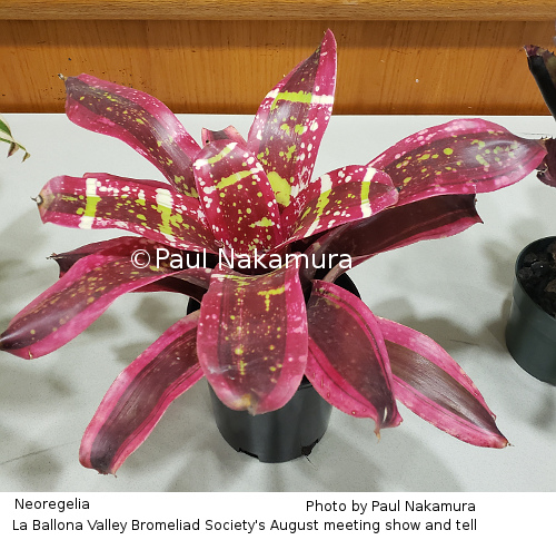 Neoregelia