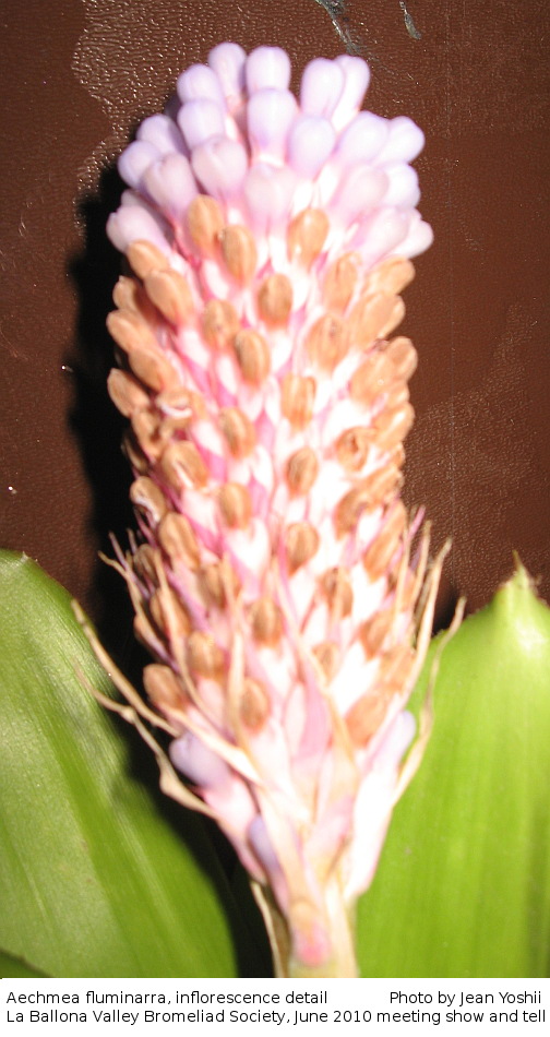 Aechmea fluminarra, detail of inflorescence