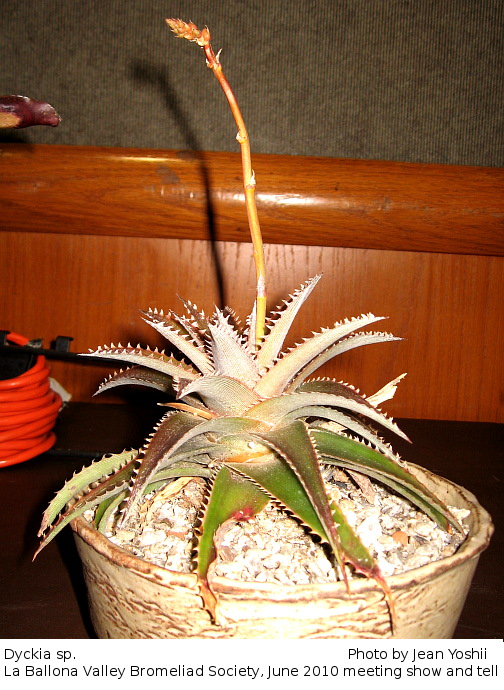 Dyckia