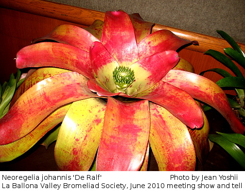 Neoregelia johannis De Ralf