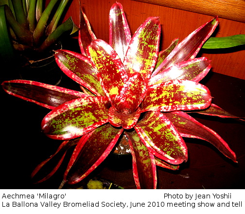 Neoregelia Milagro